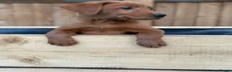 Labrador Retriever dogs for sale: KC Registered Mahogany Red Labrador Puppies - Advert 10