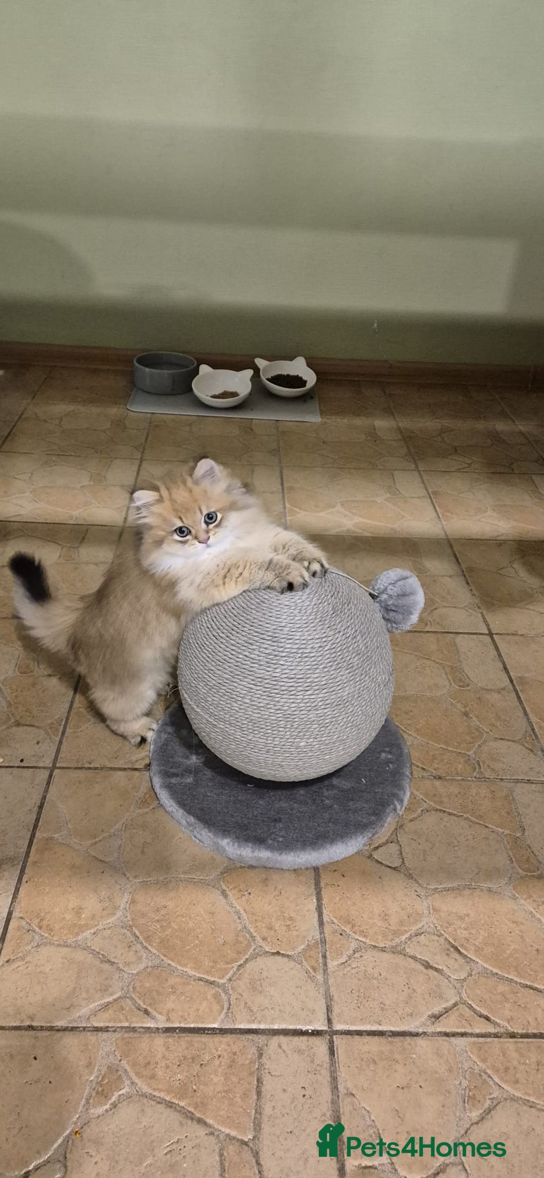 Scottish Fold cats for stud:  Amazing Scottish straight gold male for stud  - Image 11