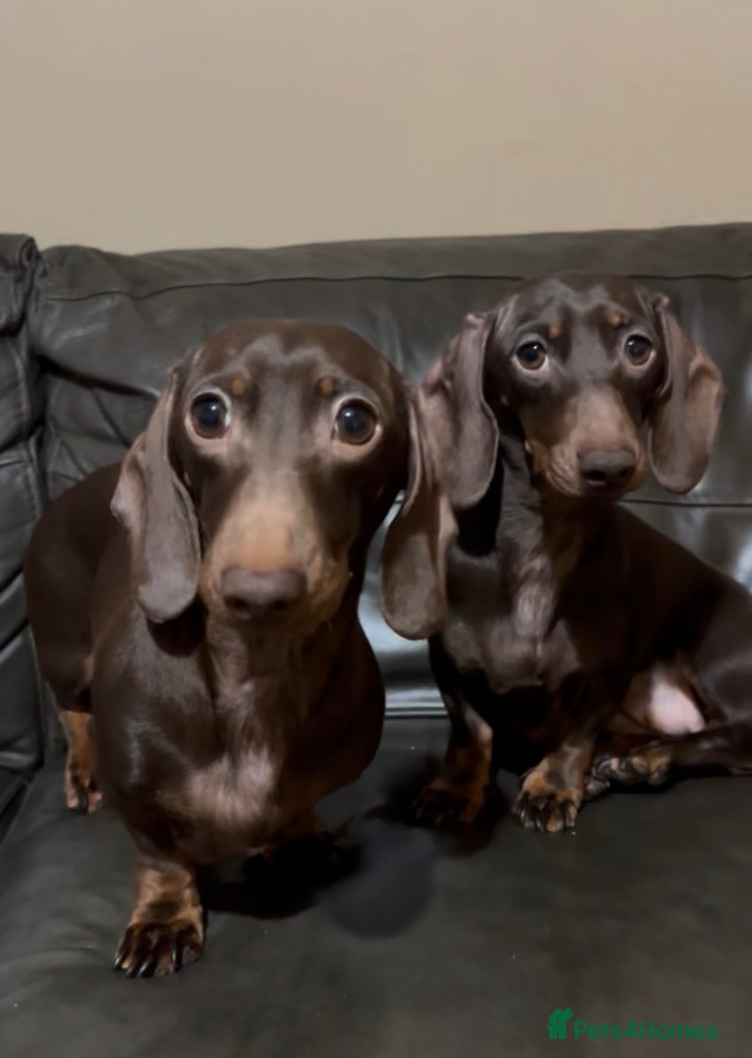Miniature Dachshund dogs 2 Miniature Dachshunds - Chocolate & Tan - Advert 4