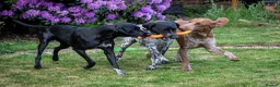 German Shorthaired Pointer dogs for stud: Solid black German shorthaired pointer for stud  - Advert 12
