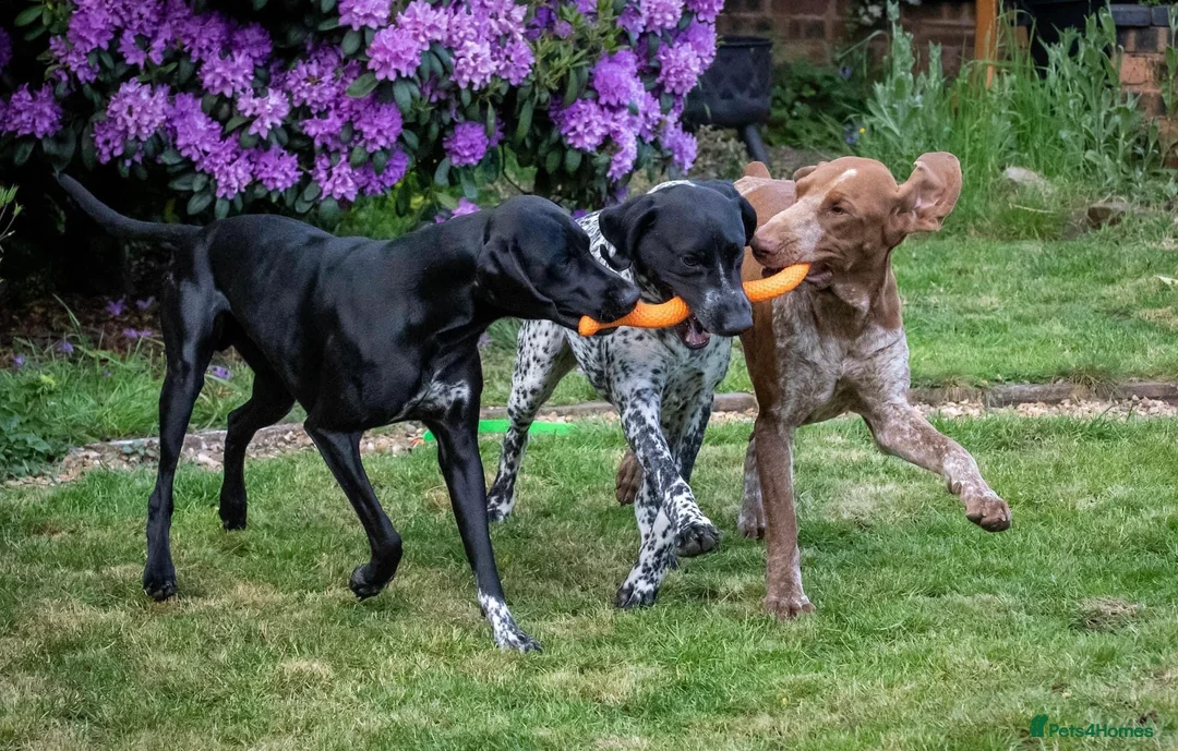 German Shorthaired Pointer dogs for stud: Solid black German shorthaired pointer for stud  - Advert 12