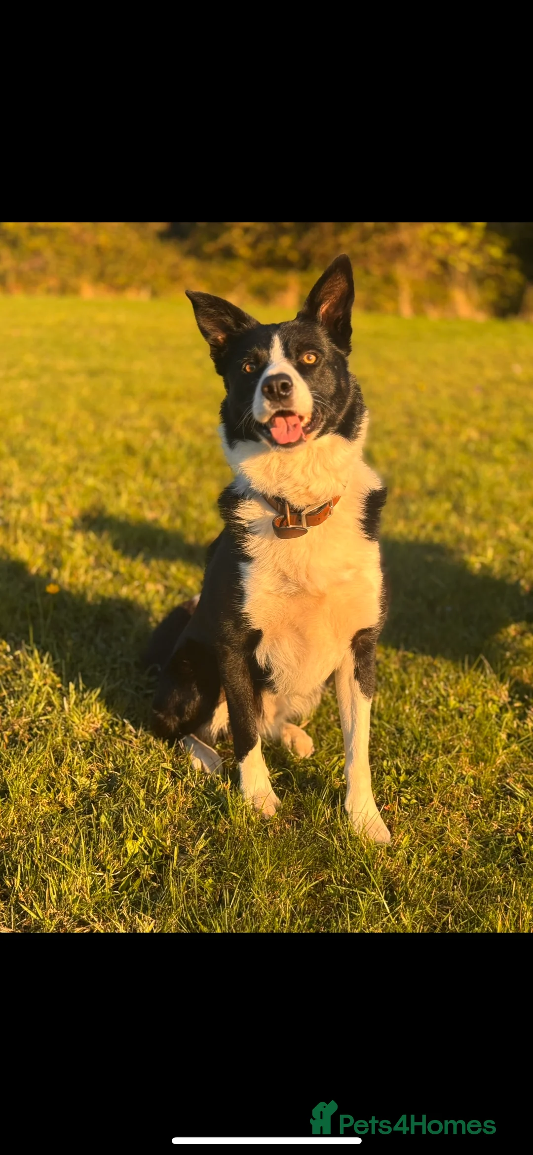Border Collie dogs for stud: Proven Border Collie Stud | Strong Working Lines  - Advert 12