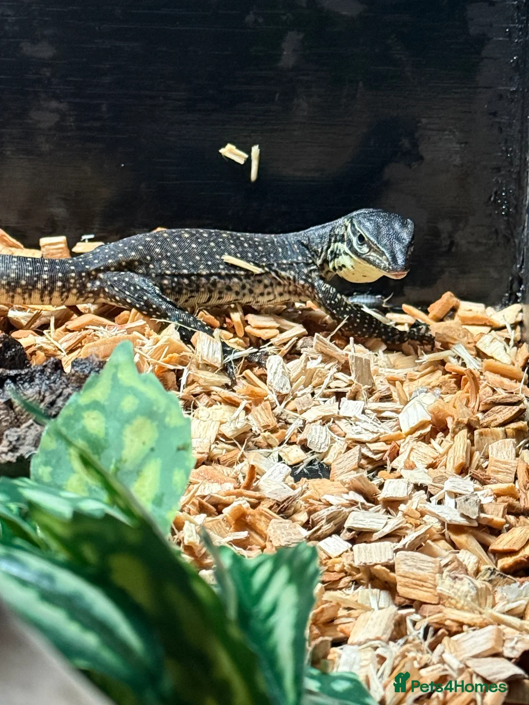 Monitor reptiles for sale: Baby Argus monitor - male  - Advert 4