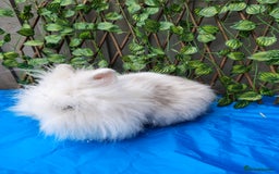Mini Lop rabbits for sale: Lionhead, mini lop and baby mini lop in Selby - Image 4