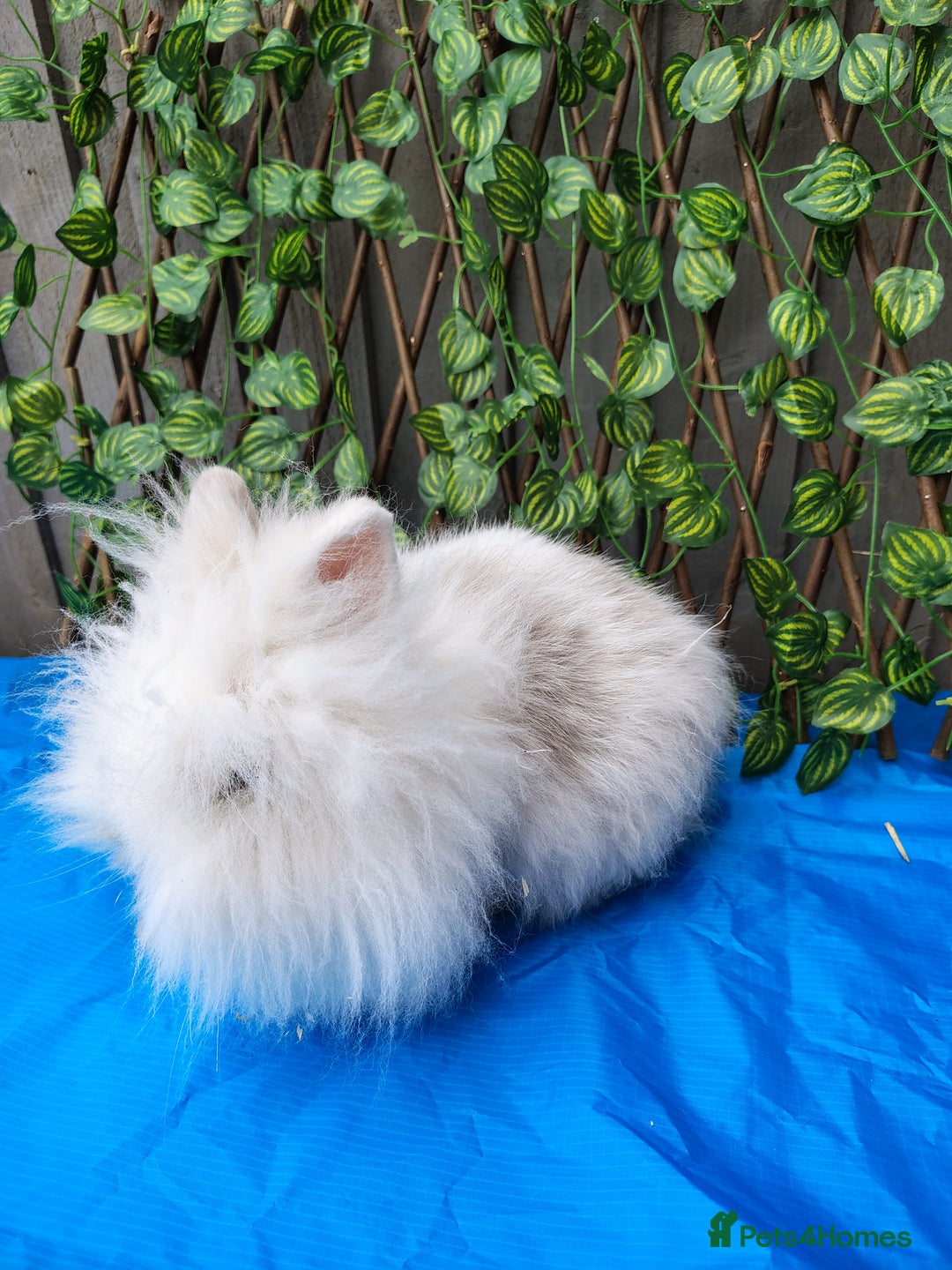 Mini Lop rabbits for sale: Lionhead, mini lop and baby mini lop in Selby - Image 4