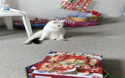 Mixed Breed cats for adoption: Confident Cuddlebug Who Loves dogs and to Chat! - Image 4