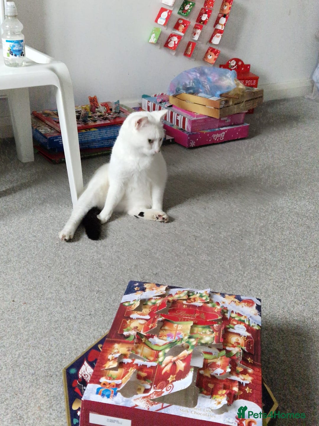 Mixed Breed cats for adoption: Confident Cuddlebug Who Loves dogs and to Chat! - Image 4