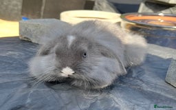 Mini Lop rabbits for sale: Mini lops , LionHead. READY NOW! 13th  - Image 7