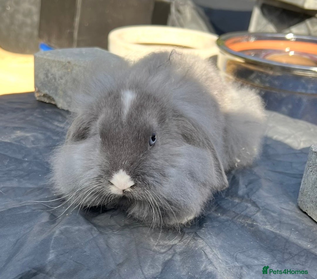 Mini Lop rabbits for sale: Mini lops , LionHead. READY NOW! 13th  - Image 7