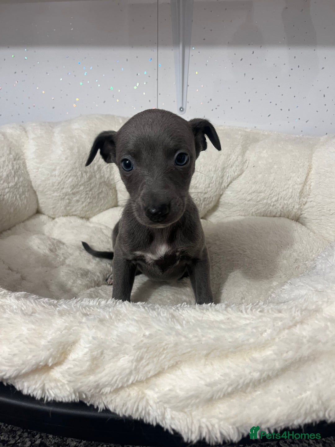 Whippet dogs for sale: Whippet  - Advert 11