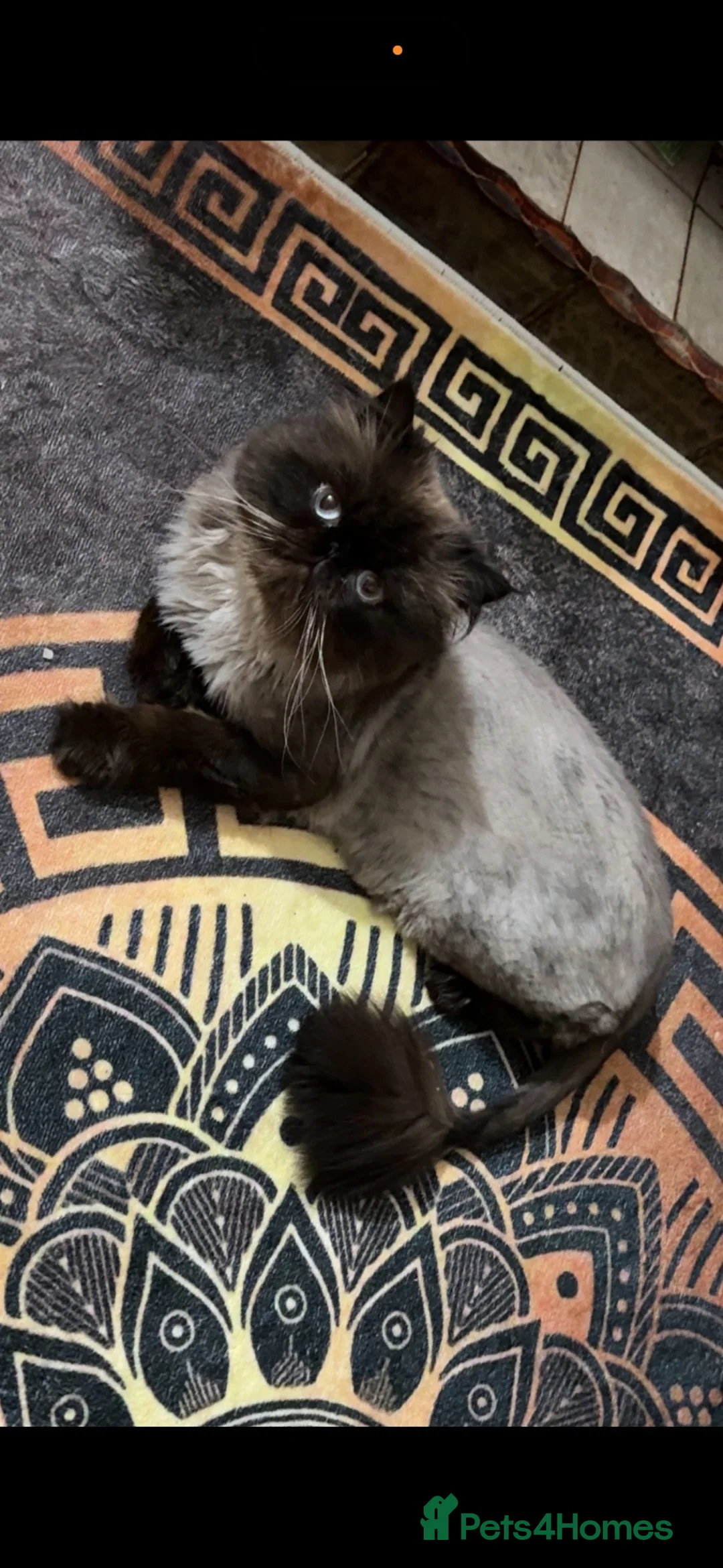 Persian cats for sale: Persian Himalayan boy  - Advert 3
