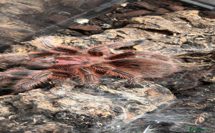 Tarantulas invertebrates - Advert 5