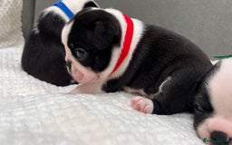 Boston Terrier dogs for sale: Beautiful Boston Boys Ready for Forever Homes - Image 7