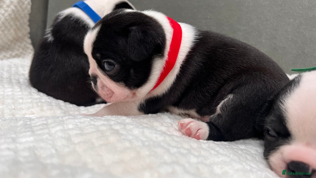 Boston Terrier dogs for sale: Beautiful Boston Boys Ready for Forever Homes - Image 7