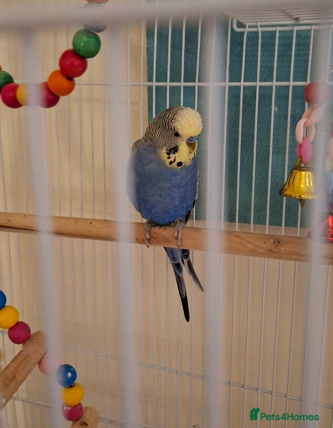 Budgerigars birds Beautiful blue Budgie with cage - Advert 4