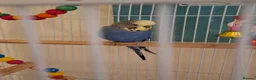 Budgerigars birds for sale: Beautiful blue Budgie with cage in Canterbury - Advert 1