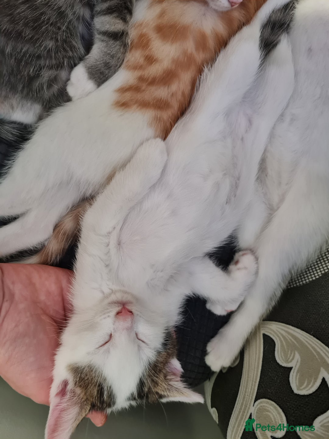 Mixed Breed cats for sale: Kittens😻🧡🧡🩶🤍 - Advert 8