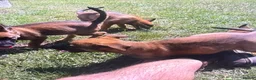 Mixed Breed dogs for sale: Belgian Malinois × German Shepherd Puppies 4 in Radstock - Advert 2