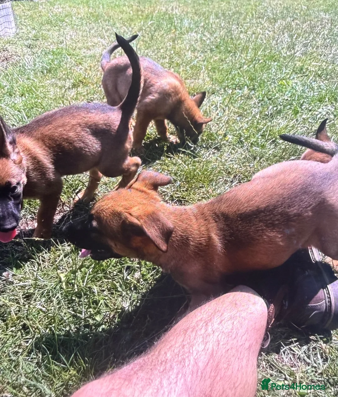Mixed Breed dogs for sale: Belgian Malinois × German Shepherd Puppies 4 in Radstock - Advert 2