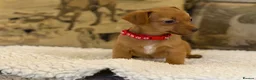 Jackshund dogs for sale: Two gorgeous daxi jacks ready now  - Advert 5
