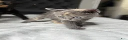 British Shorthair cats for sale: Adorable British shorthair kittens 3 left x - Advert 19