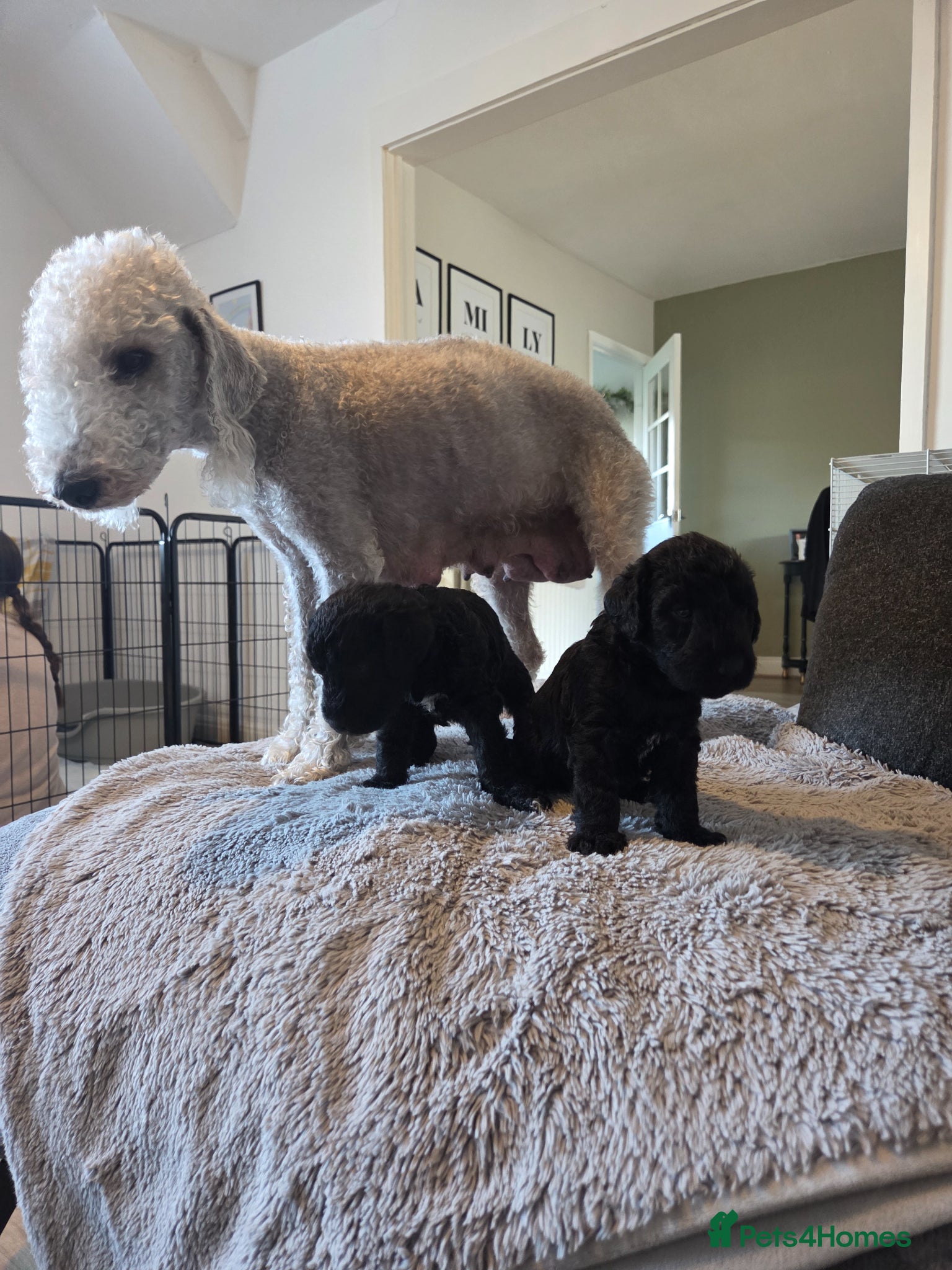 Bedlington Terrier dogs KC Reg Bedlington Terrier puppies  - Advert 3