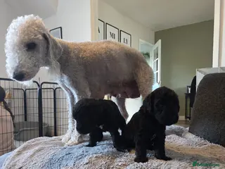 Bedlington Terrier dogs KC Reg Bedlington Terrier puppies - Advert 3