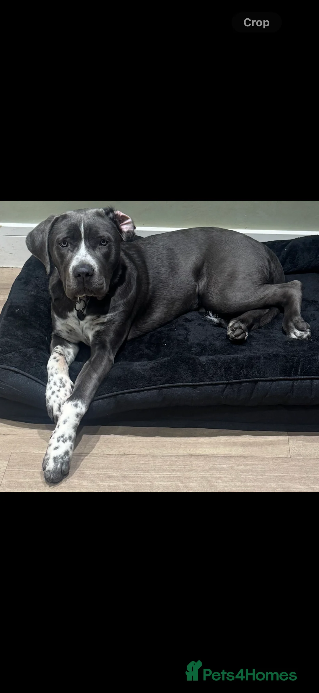 Cane Corso dogs for sale: *** Absolutely stunning Cane Corso female pup *** - Advert 3