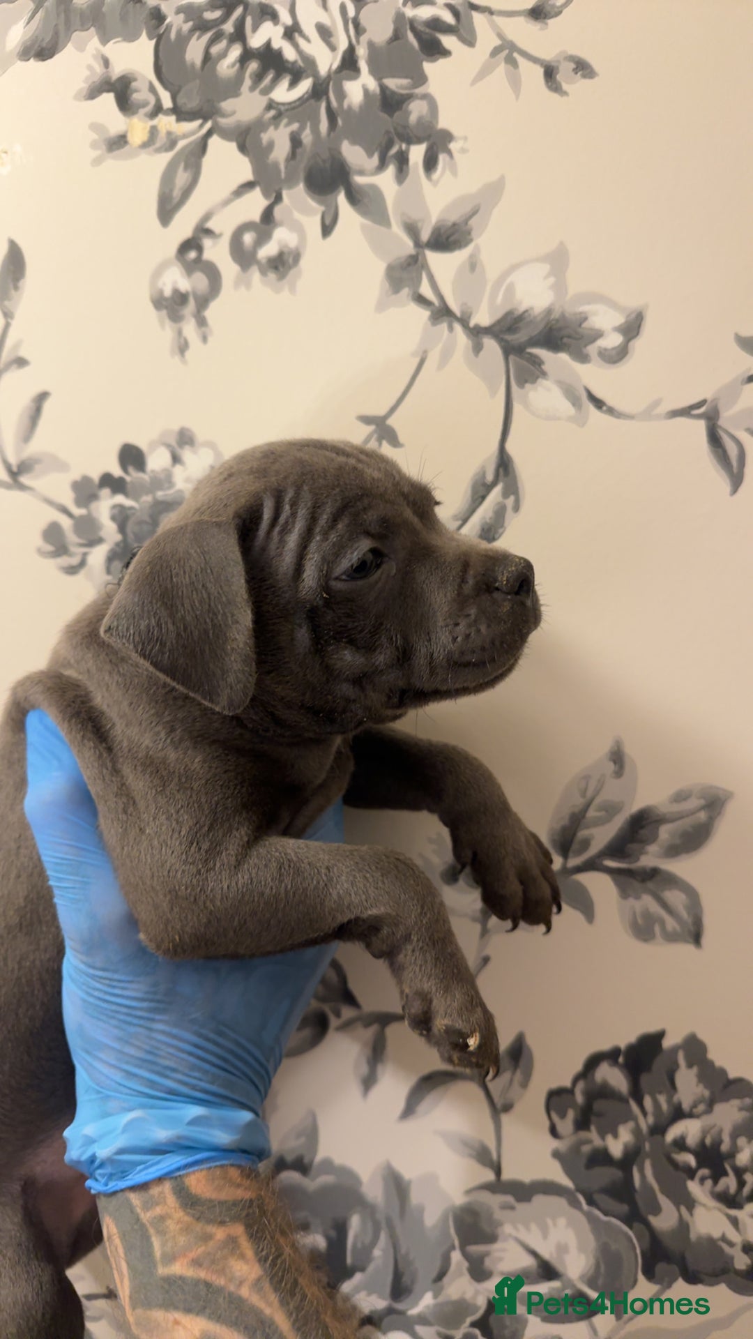 Staffordshire Bull Terrier dogs for sale:  Beautiful blue staffy litter amazing bloodlines - Image 18