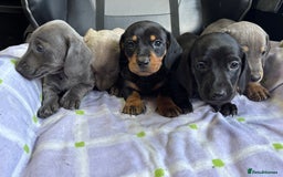 Dachshund dogs for sale: GORGEOUS KC REG STANDARD MALE PUPS  - Advert 4