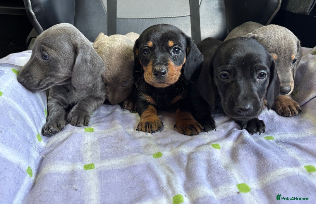 Dachshund dogs for sale: GORGEOUS KC REG STANDARD MALE PUPS  - Advert 4