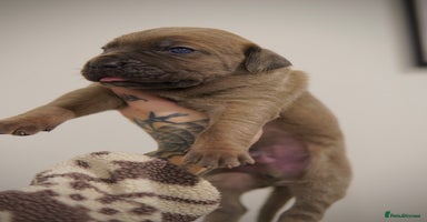 Cane Corso dogs ICCF Registered Cane Corsos  - Advert 6