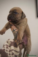 Cane Corso dogs ICCF Registered Cane Corsos - Advert 4