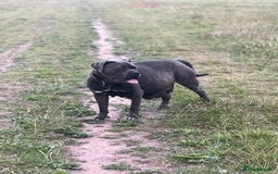 Mixed Breed dogs for sale: Cane Corso x Great Dane pups !! 7 available !! - Image 16