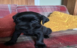 Labrador Retriever dogs for sale: Stunning Litter of Top Class Labrador Puppies - Image 4