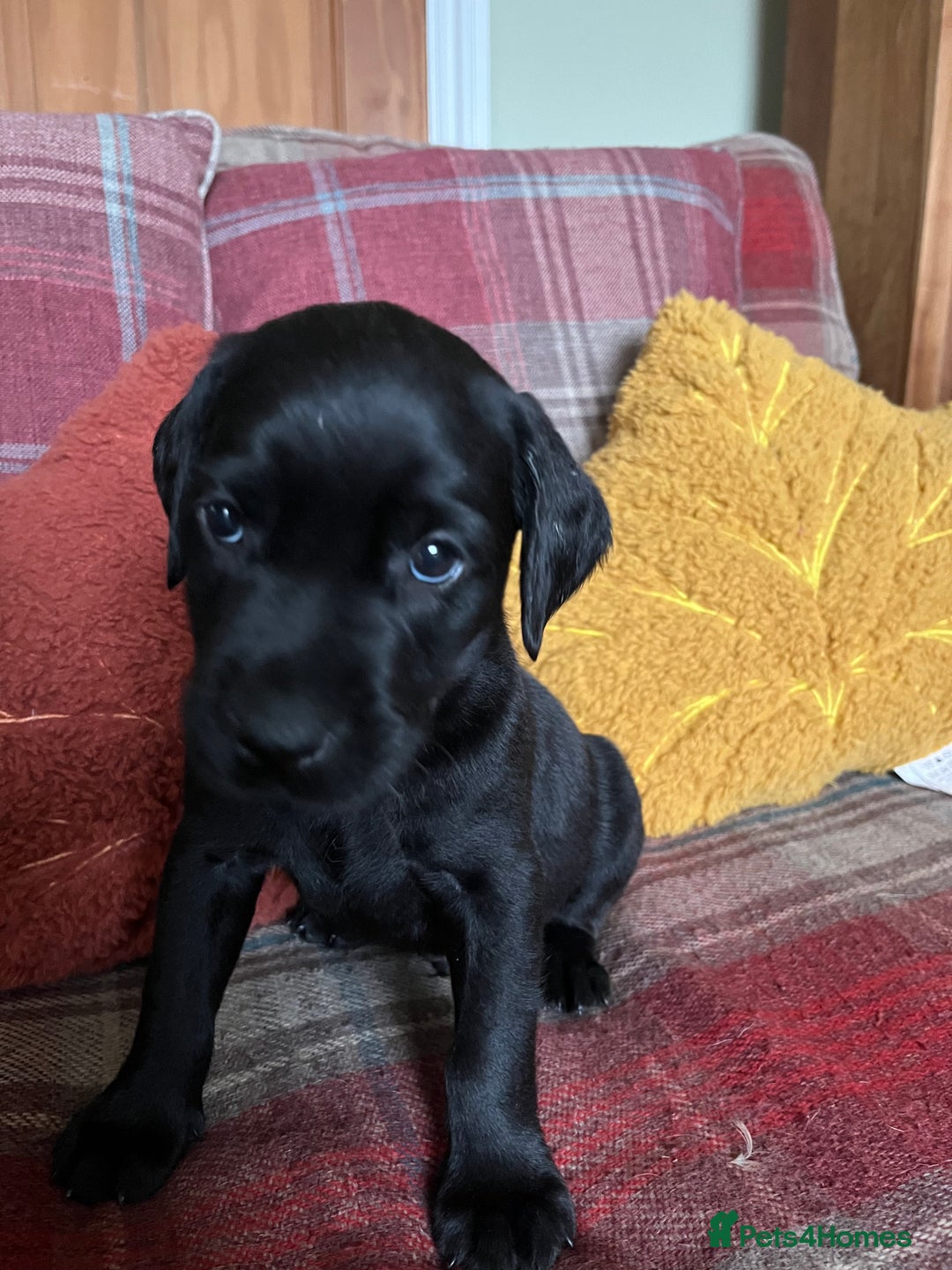 Labrador Retriever dogs for sale: Stunning Litter of Top Class Labrador Puppies - Image 4