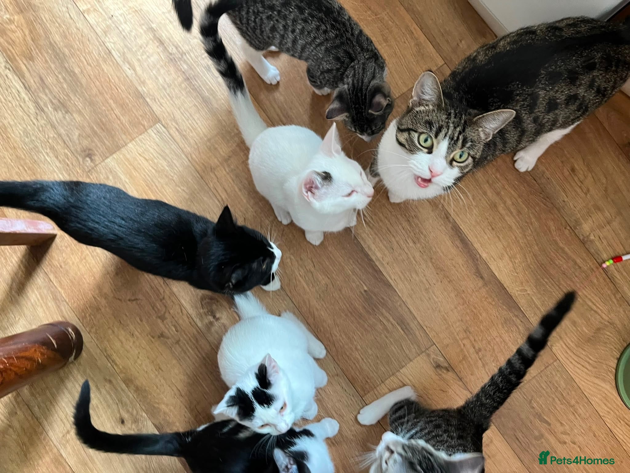 Mixed Breed cats 6 Loving Home-Raised Kittens, Unique Personalities - Advert 2