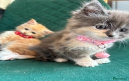 Maine Coon cats for sale: Maincoon x ragdoll kitten 2 kittens left  - Image 10