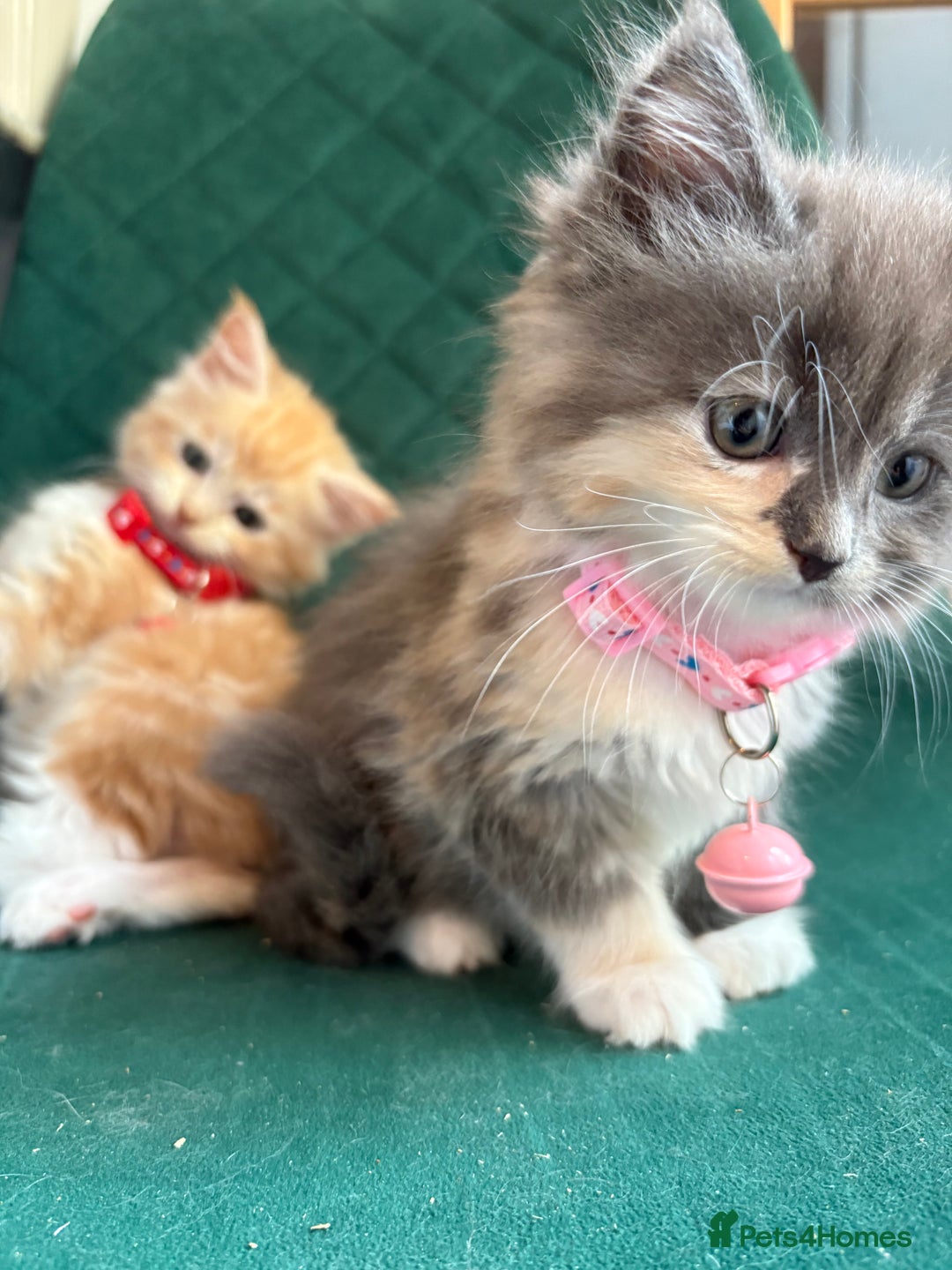 Maine Coon cats for sale: Maincoon x ragdoll kitten 2 kittens left  - Image 10