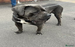 Cane Corso dogs for sale: CANE CORSO 15 MONTHS OLD*MUST GO TO A GOOD HOME - Image 2