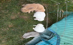 Mini Lop rabbits for sale: 2 Pure Mini Lop Bunnies - Image 5