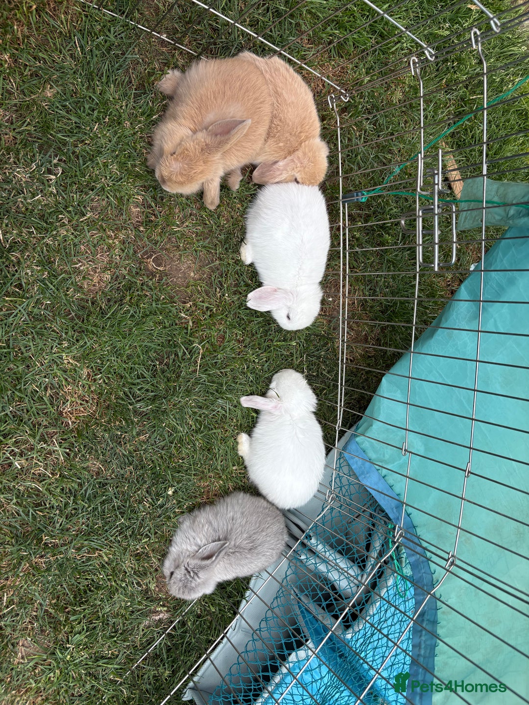 Mini Lop rabbits for sale: 2 Pure Mini Lop Bunnies - Image 5