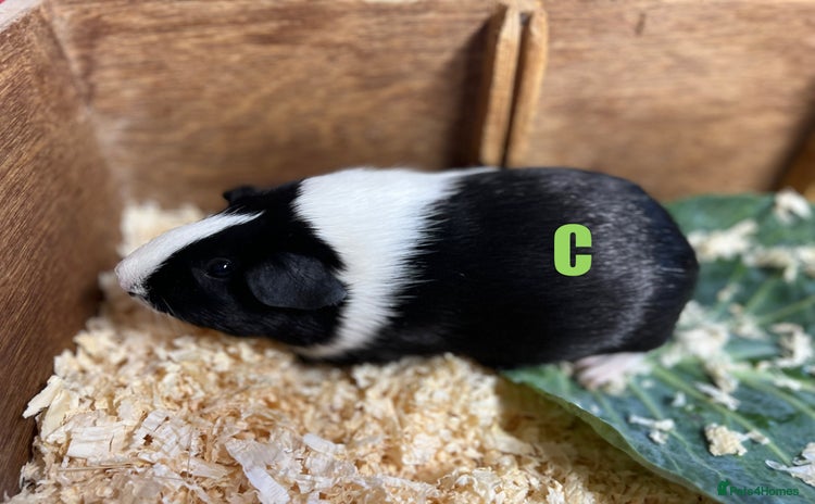 Guinea Pig rodents - Advert 3