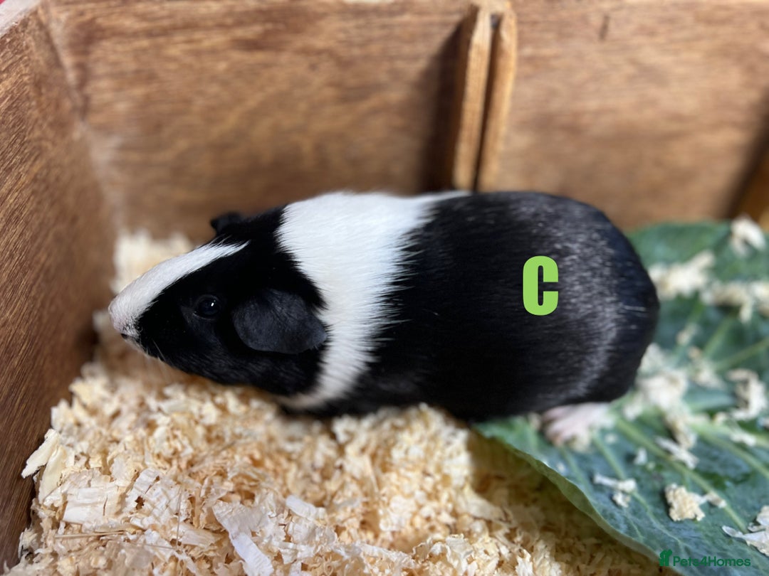 Guinea Pig rodents for sale: Boars and Sows - Image 20