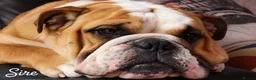 English Bulldog dogs for sale: Beautiful Litter - Health Tested Parents-13 Champs - Advert 10