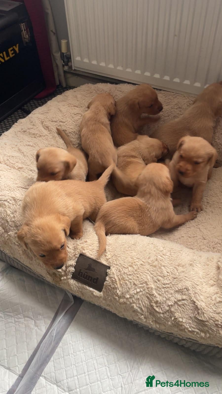 Labrador Retriever dogs Fox red labrador puppy's  - Advert 9