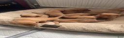 Labrador Retriever dogs for sale: Fox red labrador puppy's  in York - Advert 1