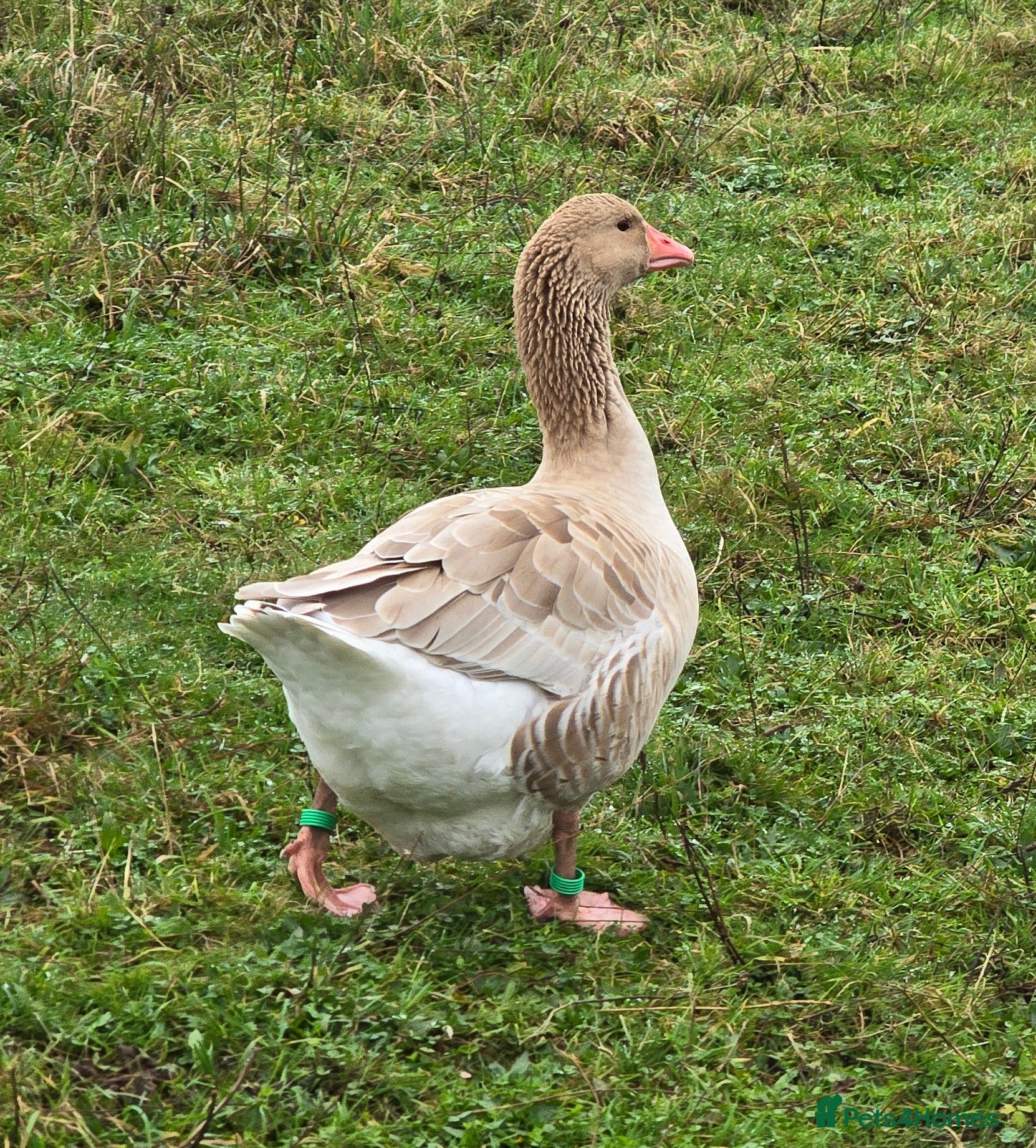 Geese poultry Brecon Buff Gander for sale - Advert 1