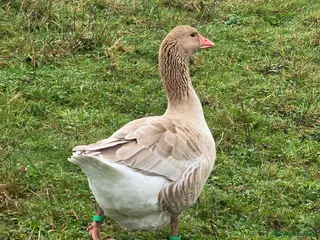 Geese poultry Brecon Buff Gander for sale - Advert 1