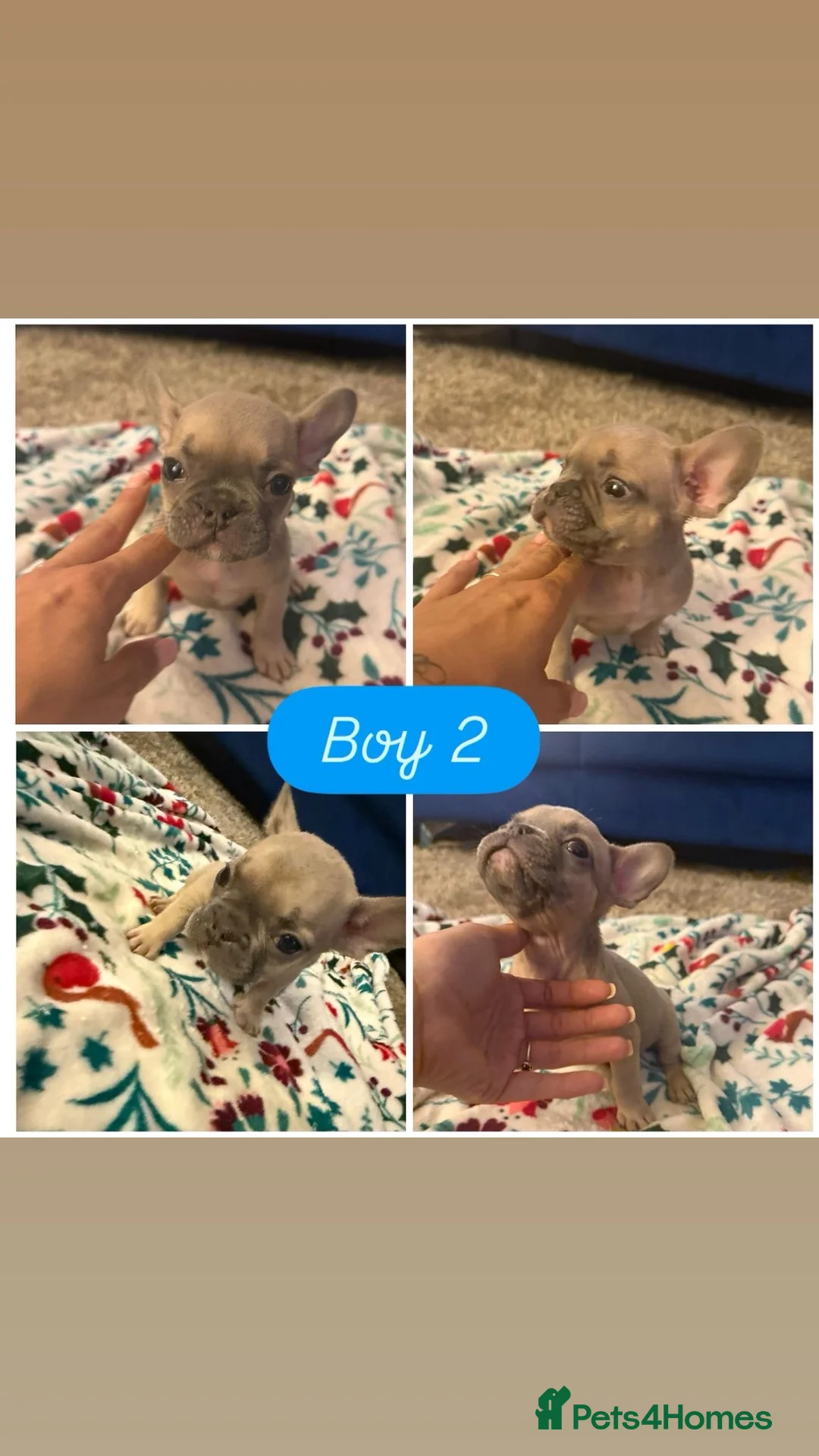 French Bulldog dogs for sale: French bull dog puppy’s for sale  - Advert 17